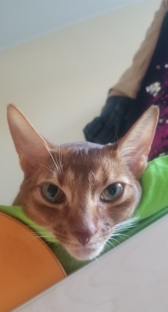 Вторник-кото