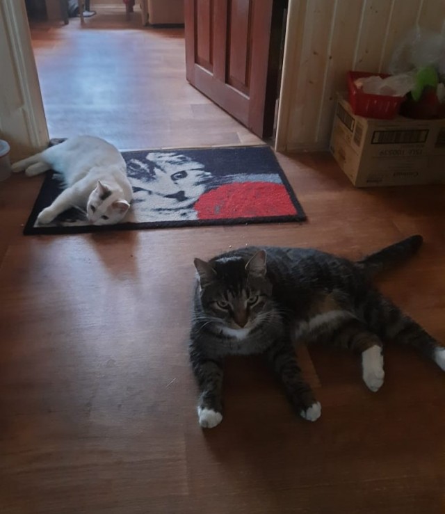 Хоба! Котовторник!