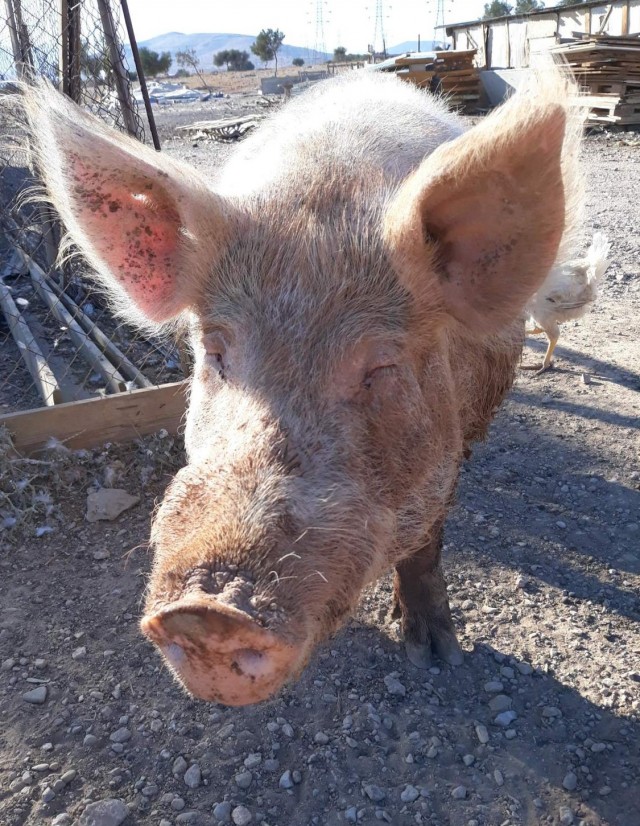 Дурному котёнку 22 км не крюк