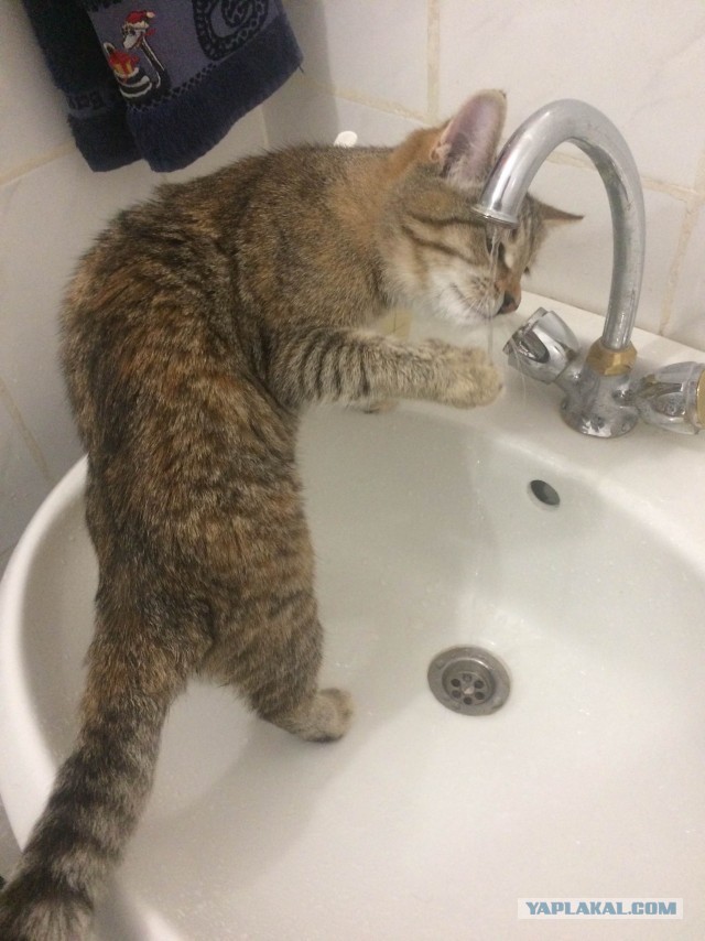 Как заставить кота побольше пить