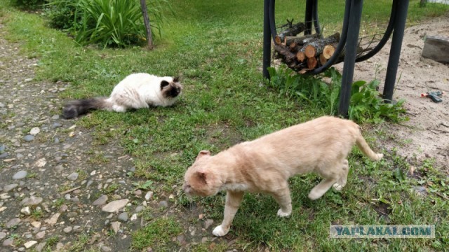 О котах