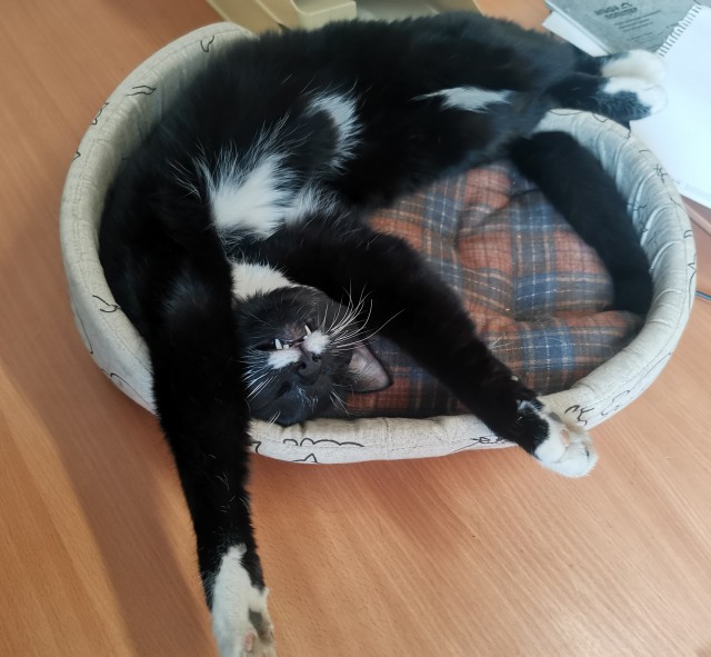 Коты и физика