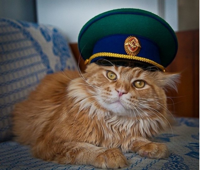 Котовторник же