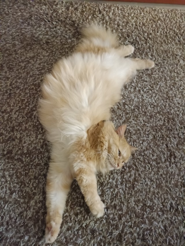 С Котовторником вас! Зовут Чеса!