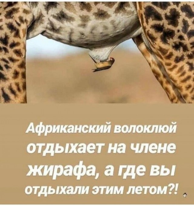 Спаривание жирафов оказалось еще более странным, чем считалось ранее