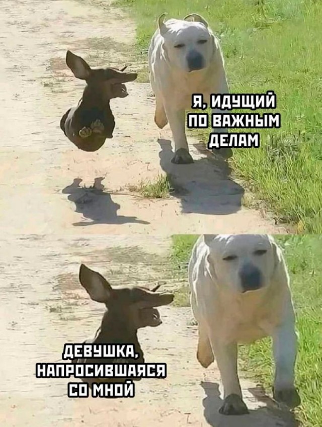 Картинки и мемы, всяко разно - 175