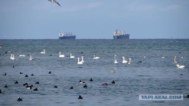 Крым в феврале или "Не стреляйте в белых лебедей!"