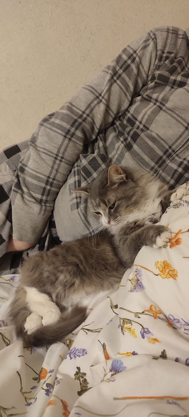 Я опять кота нашёл