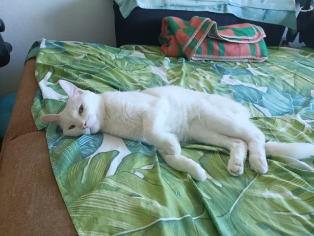 К - Котовторник ☺ Пополнение