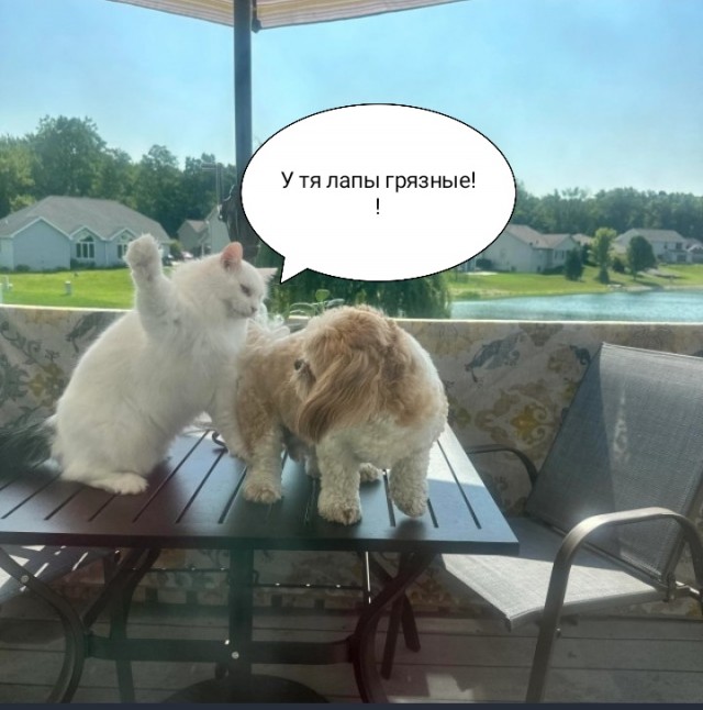 Жизнь домашнего приюта "Котоленд" 416