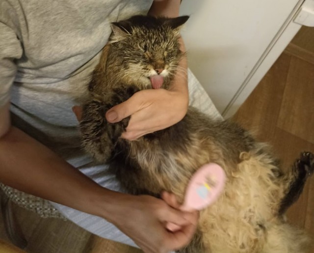 Дзен-котизм