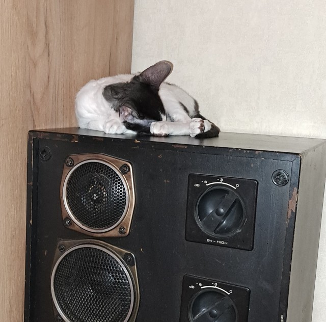 Котовторник уже пришёл?