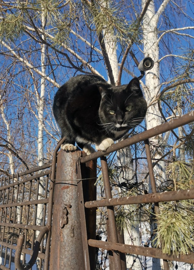 Все собаки дураки!