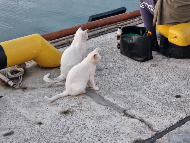 Котики черноморского побережья