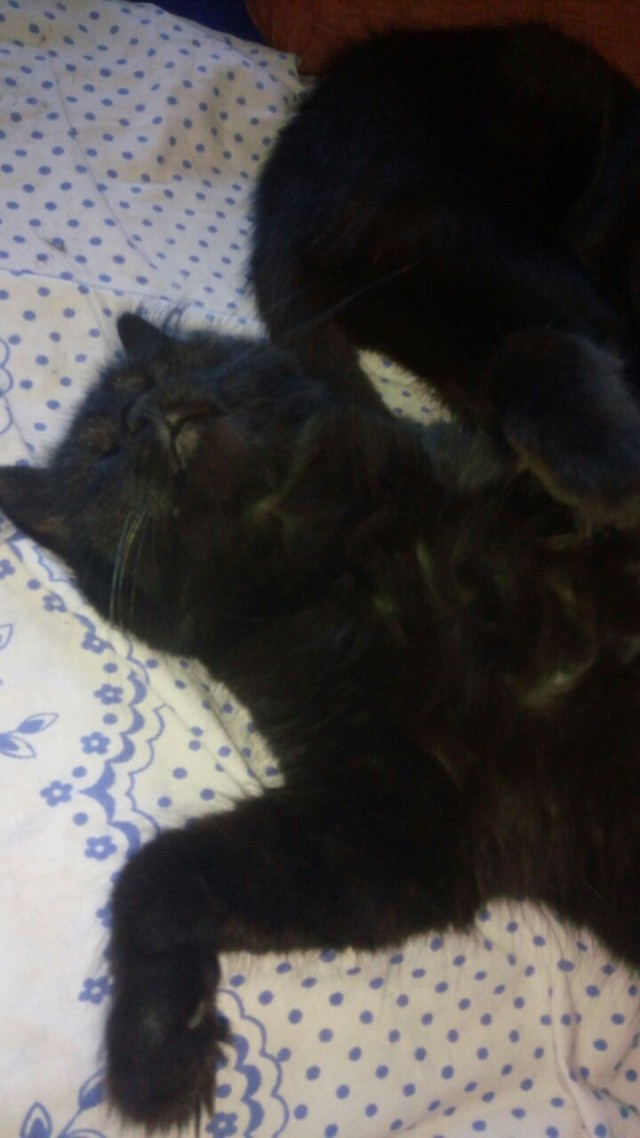 Подкидыш к котовторнику