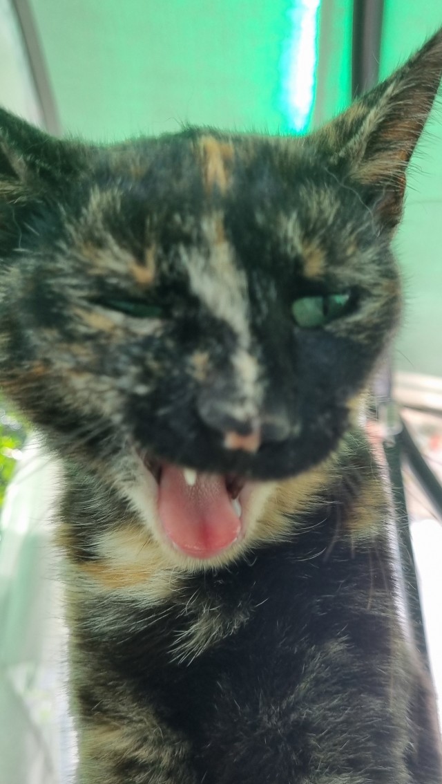 С Котовторником!