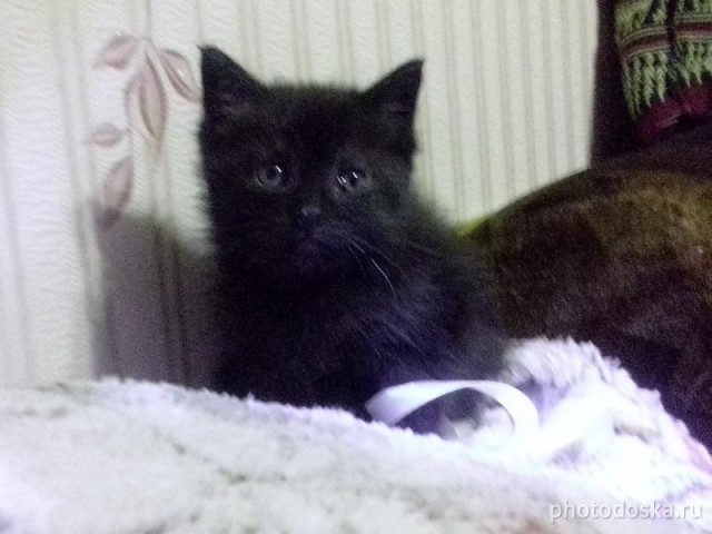 Котовторник и я теперь котораб