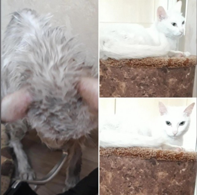 Грустный котовторник