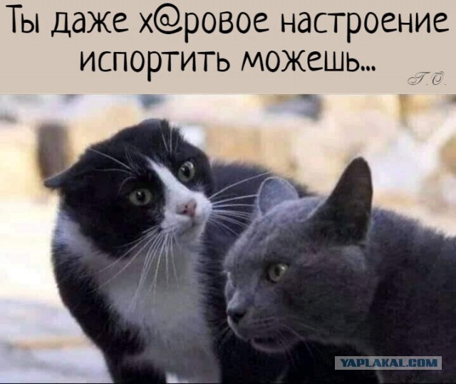 Объявлены финалисты конкурса самых забавных фотографий животных Comedy Wildlife Photography Awards 2024