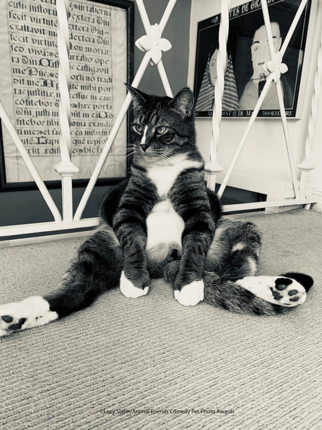 12 самых смешных котов в истории комического конкурса Comedy Pet Photography Awards