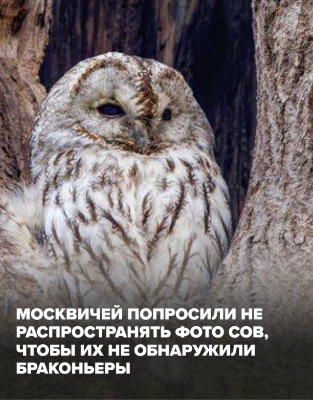 Департамент природопользования и охраны окружающей среды
призвал жителей Москвы не публиковать фотографии сов