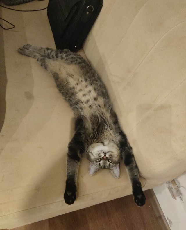 Спящий кот