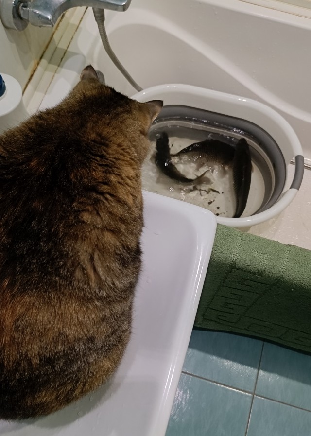 Тёплое, лаповое к котовторнику.