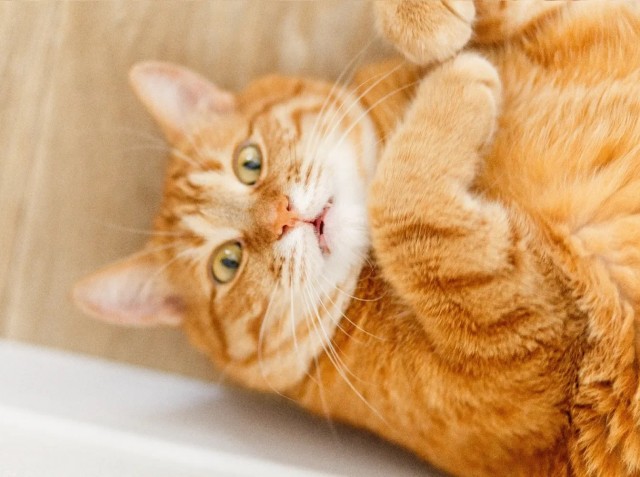 Японские и американские ученые раскрыли тайну рыжих котов