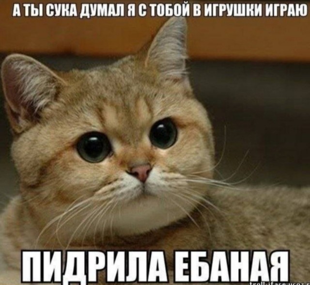 Ничто так не бодрит с утра, как огромный жук, принесённый котом прямо в постель