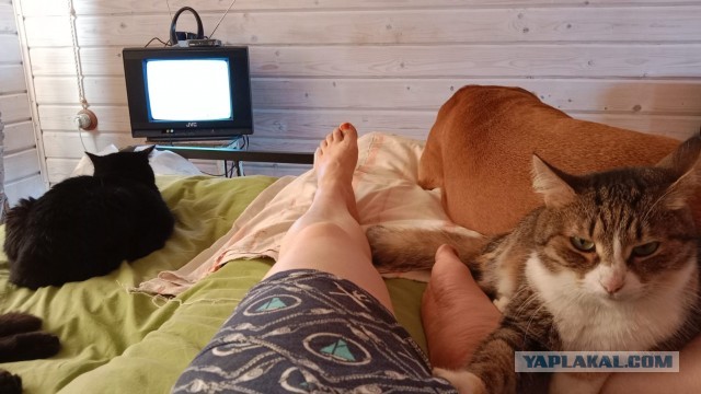 История одного котенка