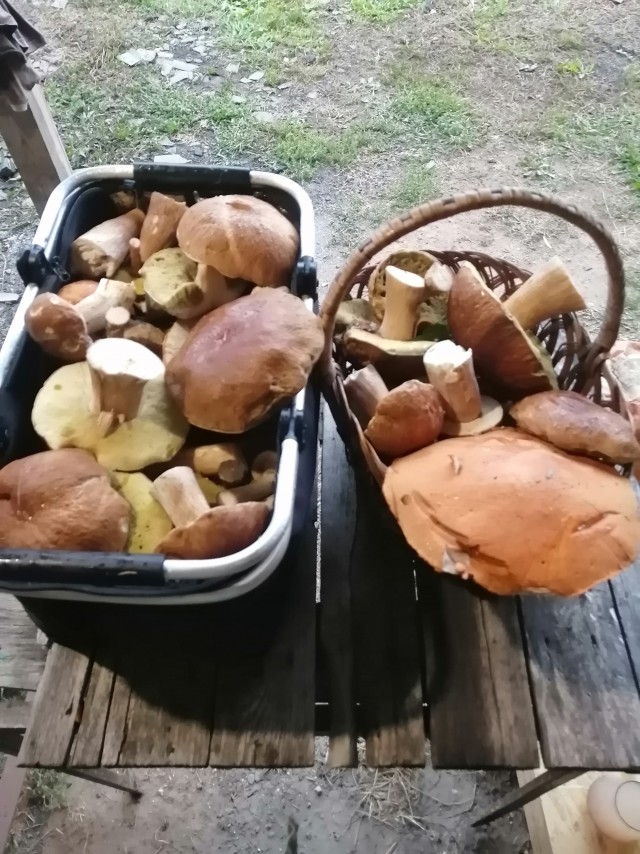 Ходили брить деревья