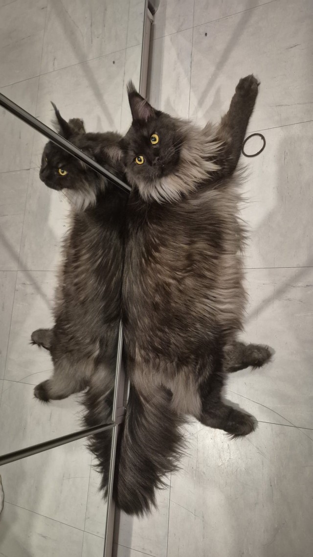 К предстоящему котовторнику