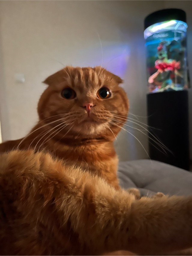 Моему коту Тому 2 года