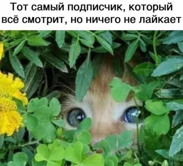 Субботние картинки