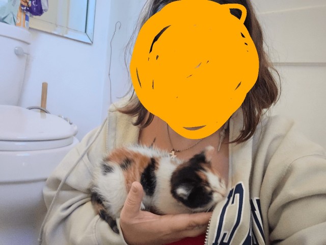 Котейка напутешествовалась