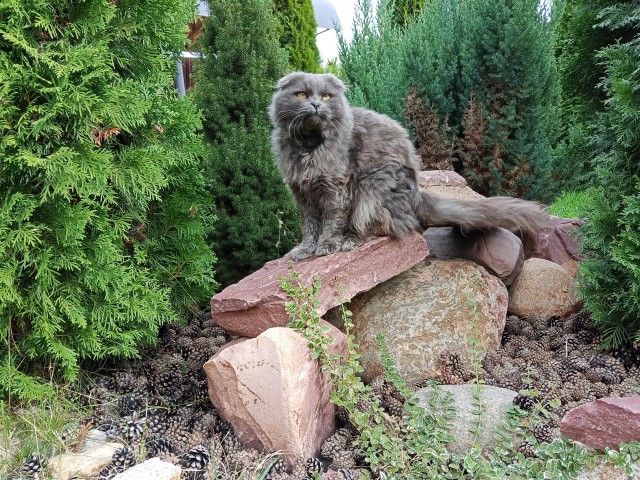 Котовторнику посвящается!