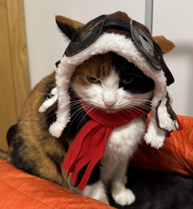 Дурацких фото котов тред