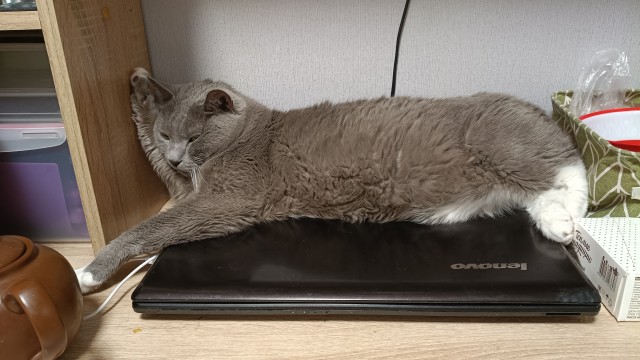 Друзья (котовторник)