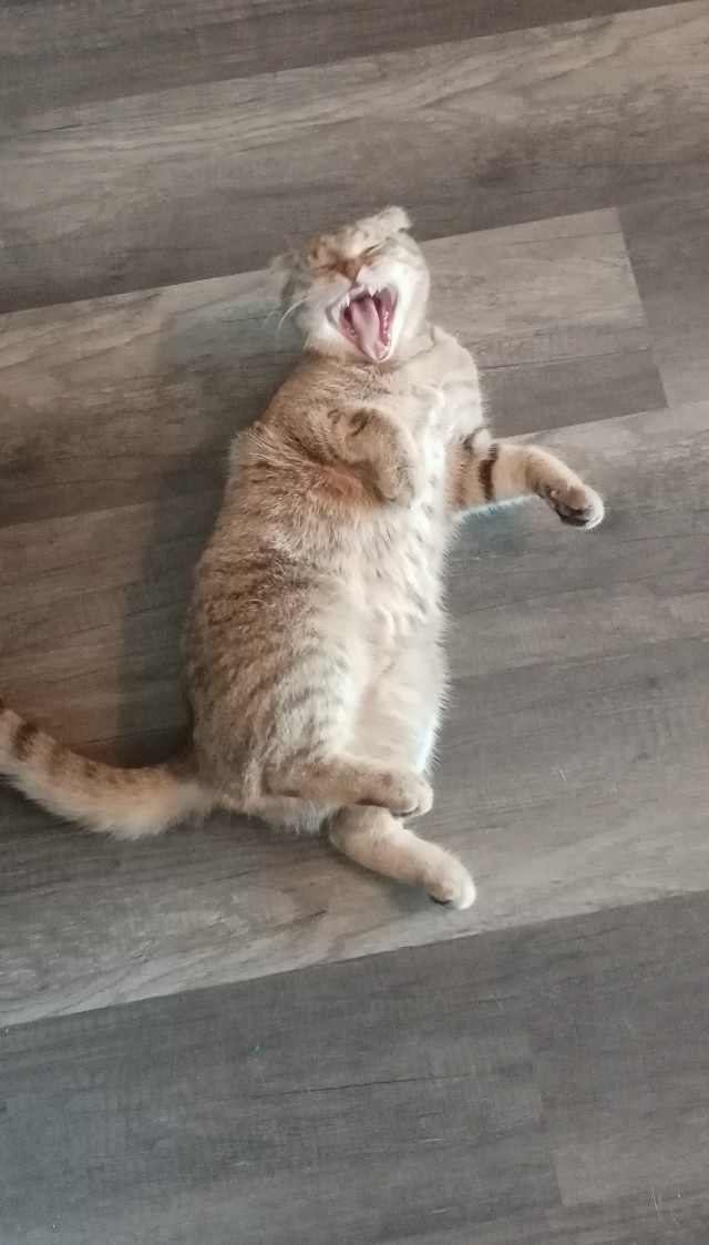 А я, допустим