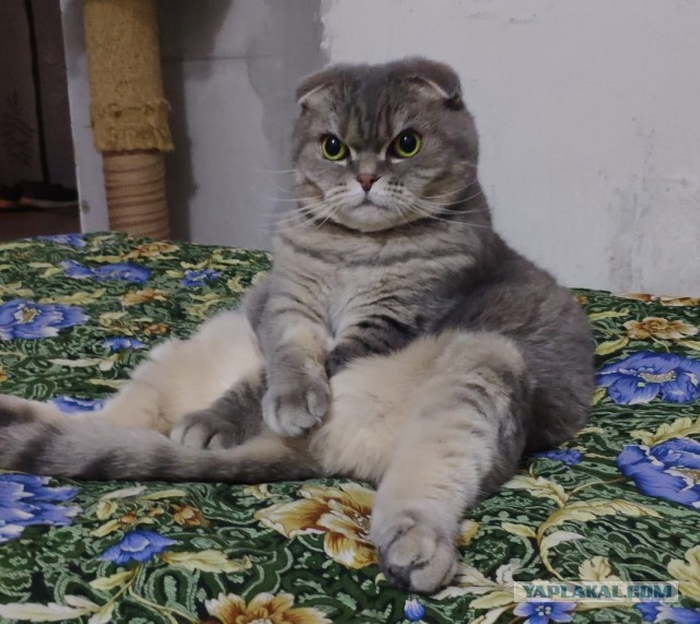 Кабанчик