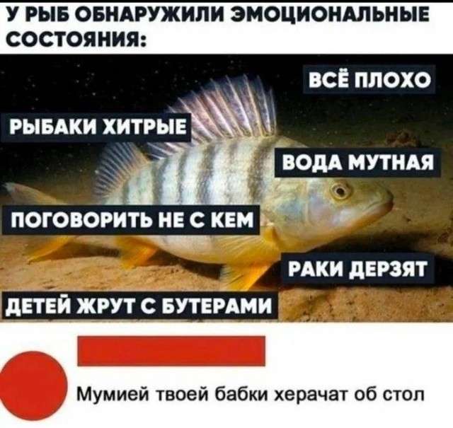 У рыб нашли эмоциональные состояния