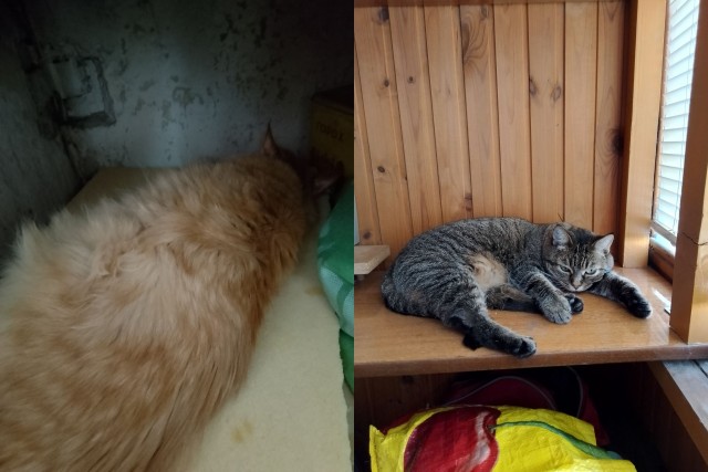 Сонные котямбосы