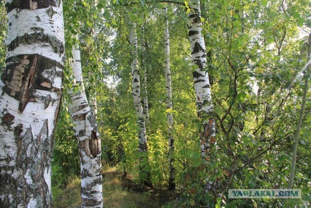 Фотоотчёт. Ивановская область.