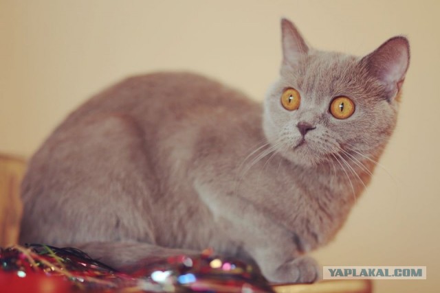 Котовторник 26.11.2013