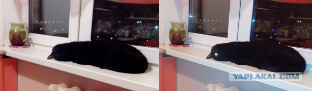 Котик