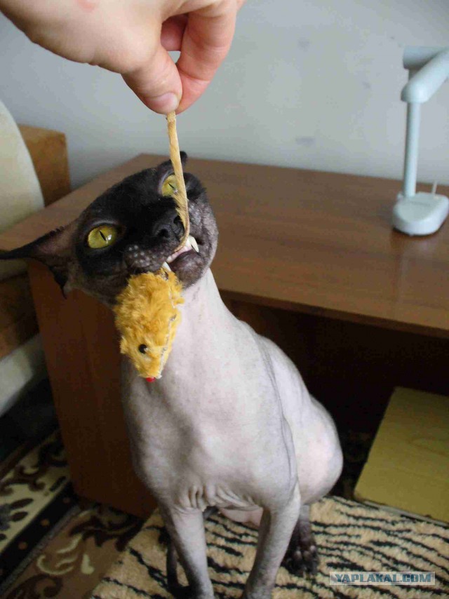 Всё, мне походу пистец!