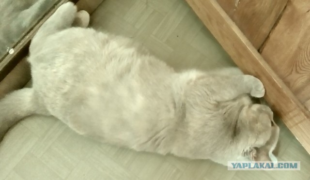 Котовторник 05.08.2014