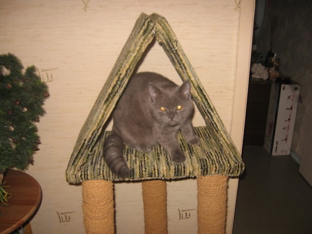 Дом для кота на скорую руку
