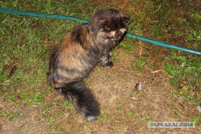 Котовторник 25.11.2014