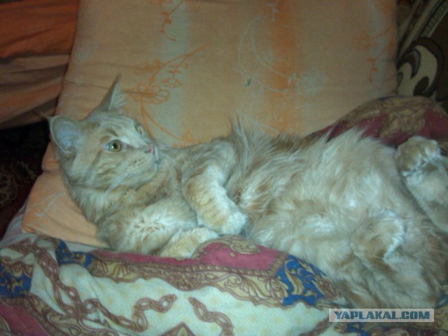 Котовторник 9.12.2014